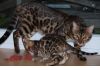 Фото Мини леопарды, бенгальские котята с документами