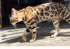 Фото Мини леопарды, бенгальские котята с документами