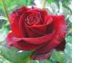 Фото Саженцы голландских роз в Чудо-саде