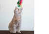 Фото Милая персиковая девочка ищет дом, котенок в дар!
