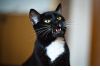 Фото Роскошный кот Тиша с потрясающе красивыми глазами!  