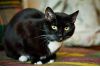 Фото Роскошный кот Тиша с потрясающе красивыми глазами!  