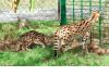 Купить АЛК Азиатский леопардовый кот можно у нас, продам