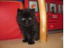 Черное плюшевый котенок