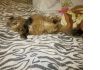 Фото Лапушка - сибирская кошечка ищет дом! 