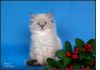 Фото Очаровательные Невские маскарадные котята!  Очаровательные Невские маскарадные котята!