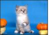 Фото Очаровательные Невские маскарадные котята!  Очаровательные Невские маскарадные котята!