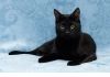 Красавец кот Яша - настоящее Черное Золото в дар!   