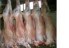 Фото Продам мясо в тушах оленина