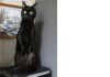 Фото В самые заботливые руки необыкновенный черный кот