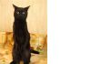 Фото В самые заботливые руки необыкновенный черный кот