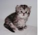 Сибирские котята серебристых окрасов