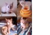 Фото Четверка игривых кошкопупсиков в поисках дома! Котята в дар   
