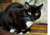 Фото Роскошный кот Тима с потрясающе красивыми глазами!      