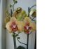 Фото Орхидеи опт,розница пересылка почтой по всей Росии