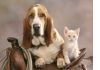 Фото Передержка животных, кошек и собак