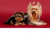 Фото Профессиональная стрижка собак и кошек без наркоза
