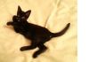 Фото Малюсенький черный котенок в поисках дома 
