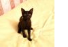Фото Малюсенький черный котенок в поисках дома 