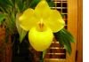 Фото Продам сортовые и редкие виды орхидей