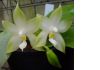 Фото Продам сортовые и редкие виды орхидей