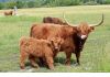 Фото Продам корову Зебу карликовую, Шотландский скот