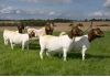 Фото Купить Бурских коз, Англо-нубийских можно у нас