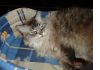 Фото Потерялась кошка породы невская маскарадная.
