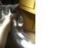 Фото Продам сибирских котят.