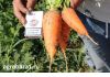 Фото Ранняя морковь оптом от Производителя
