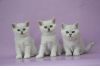 Фото Элитные британские котята Питомник "Kenig Prime" 