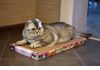 Фото Новые когтеточки-лежанки для кошек в Дагестане.