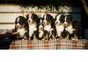 Фото Щенки Бернской горной пастушьей собаки