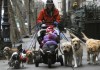Фото Служба выгула собак за деньги у МКАД
