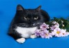 Фото Марфушечка-душечка, кошка всем на зависть, В дар!