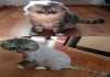 Фото Стрижка собак и кошек без наркоза
