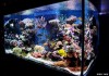 Установка и обслуживание аквариумов