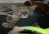 Фото Продам леопарда ручные котята