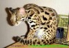 Фото Продам АЛК азиатских леопардовых кошек