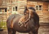 Фото Постой для частных лошадей. Аренда, долевая аренда, тренинг лошадей.