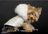 Фото Одежда для собак всех пород от URBAN DOGS