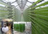 Фото Немецкие фотобиореакторы для выращивания микроводорослей