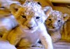 Фото Леопард, Тигр, Лев купить можно у нас . Продам