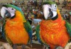 Фото Каталина (гибрид попугаев ара) - ручные птенцы из питомника