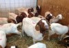 Фото Купить Бурских коз можно у нас, продам бурскую породу