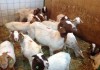 Фото Купить Бурских коз можно у нас, продам бурскую породу