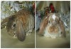 Фото Большой выбор декоративных кроликов в питомнике
