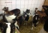Фото Купить Англо нубийских коз можно у нас. продам нубийцев