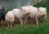 Комбикорм Финишер для свиней