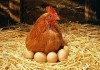 Фото БВМД для яичной птицы 10% Пурина